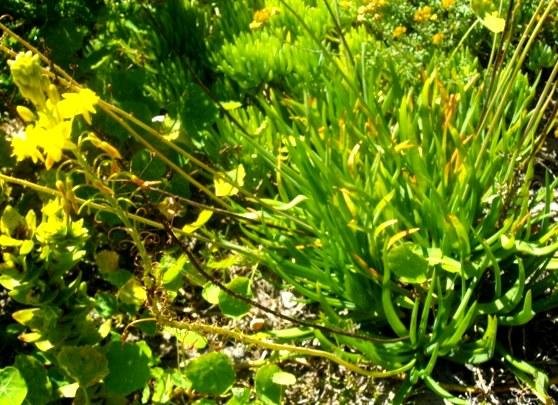 Bulbine frutescens, the burn jelly plant