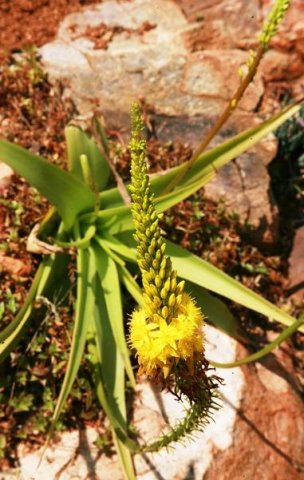Bulbine species