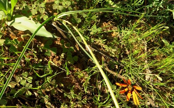 Bulbinella cauda-felis leaves