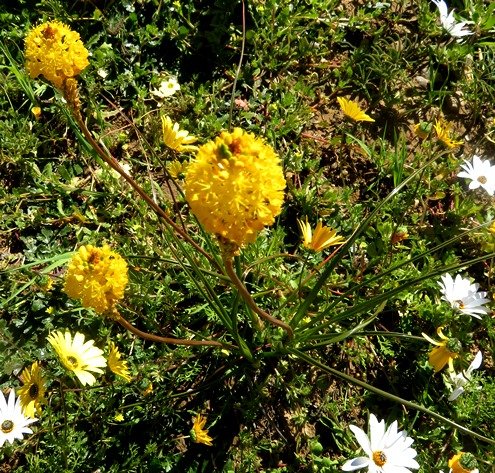Bulbinella nutans from above