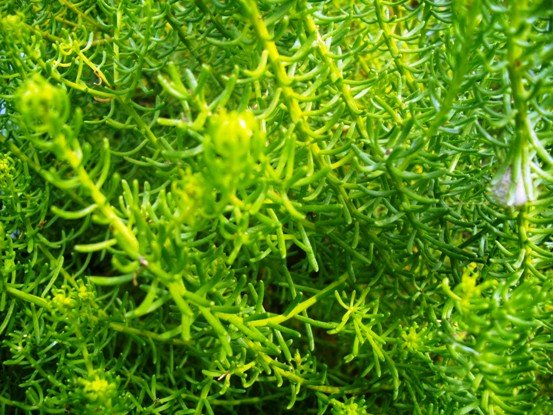 Chrysocoma coma-aurea leaves