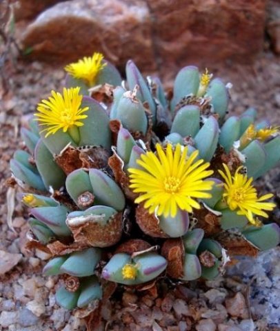 Conophytum bilobum subsp. bilobum var. bilobum