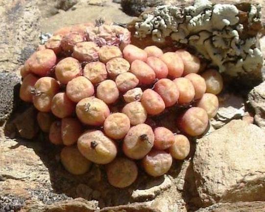 Conophytum joubertii