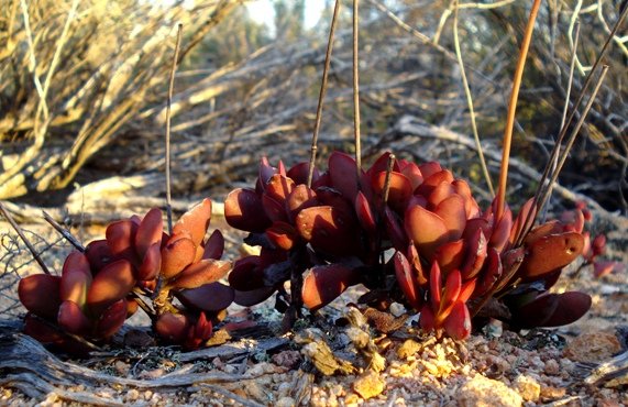 Crassula atropurpurea leaf colour