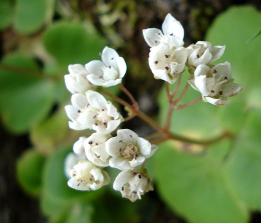 Crassula capensis diverging styles