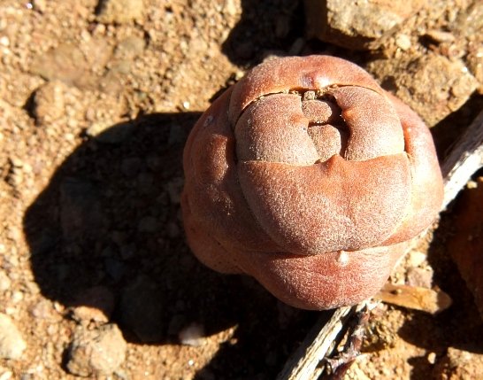 Crassula columnaris subsp. columnaris unusual leaf arrangement