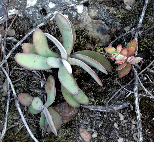 Crassula cotyledonis challenging perception