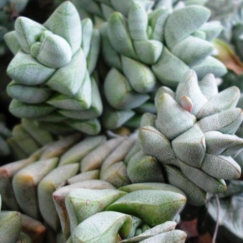 Crassula deceptor leaves