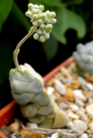 Crassula deceptor young inflorescence
