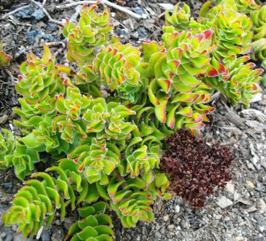 Crassula dejecta