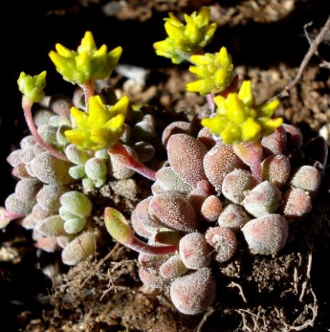 Crassula namaquensis subsp. comptonii