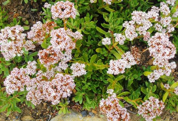 Crassula rubricaulis