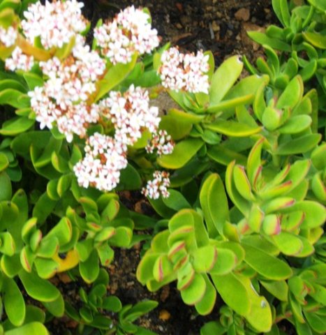Crassula cultrata flowers and leaves