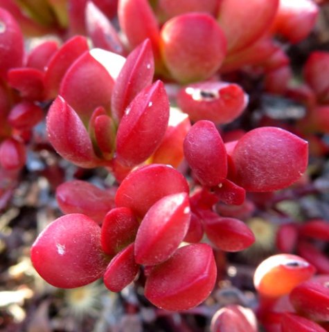 Crassula rubricaulis attracting attention without flowers