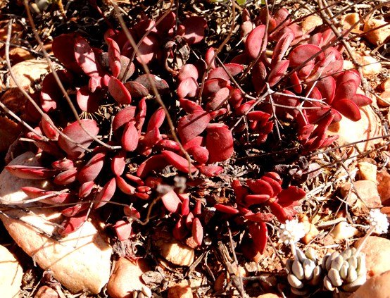 Crassula rubricaulis painted by sunlight