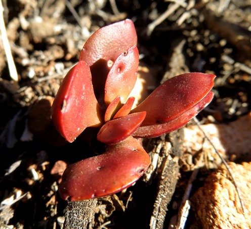 Crassula rubricaulis browned by the sun