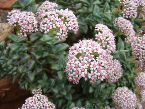 Crassula rupestris luxuriating