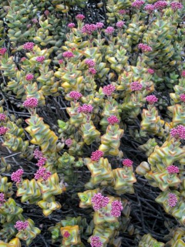 Crassula rupestris offering much