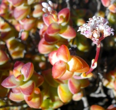 Crassula rupestris colourful leaf tips