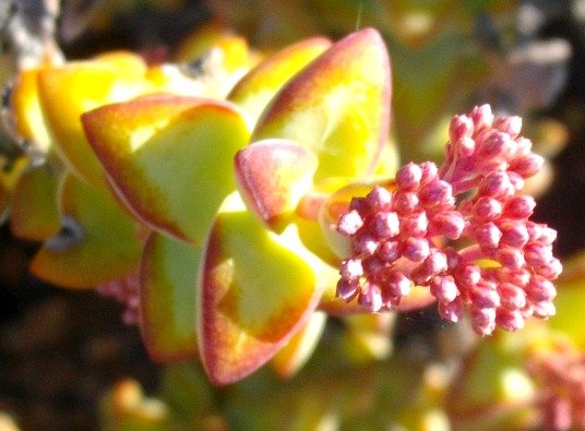 Crassula rupestris buds
