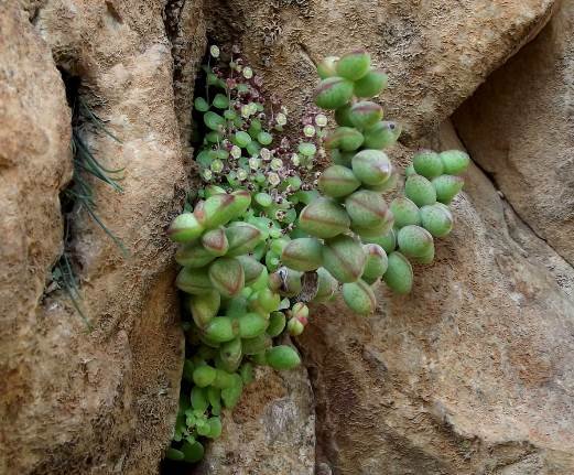 Crassula rupestris small leaves