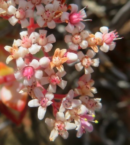 Crassula rupestris later floral stages