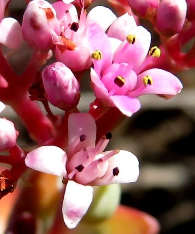 Crassula rupestris flowering stages