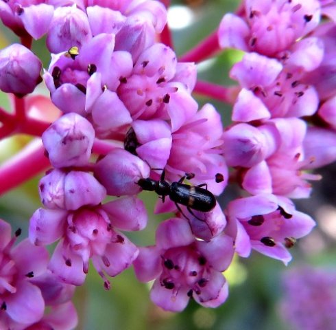 Crassula rupestris visitor at a closed door