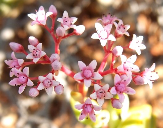 Crassula rupestris flowers