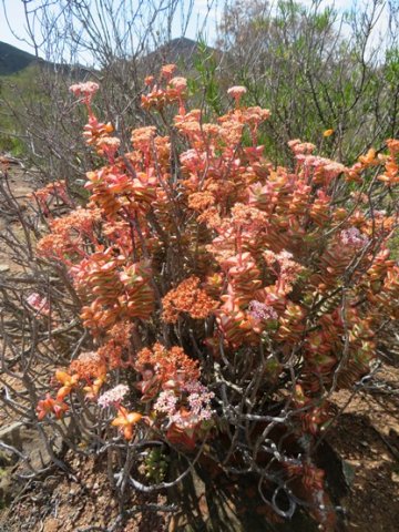 Crassula rupestris old shrub
