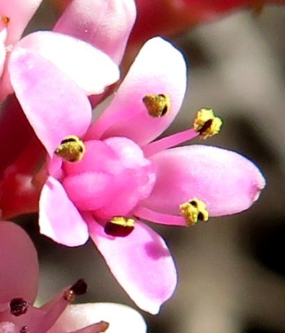 Crassula rupestris flower