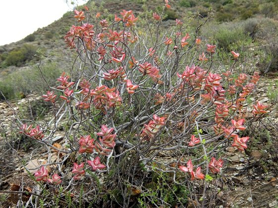 Crassula rupestris on its last legs