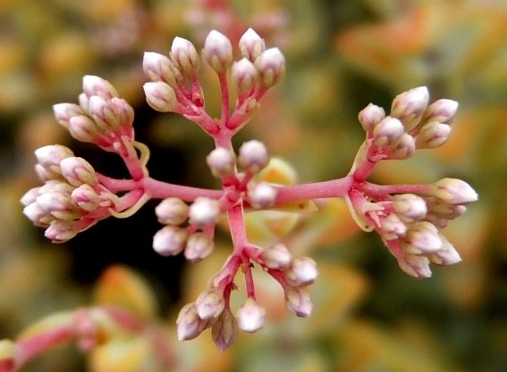Crassula rupestris lax inflorescence