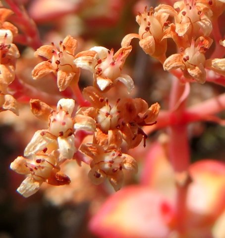 Crassula rupestris near fruit stage