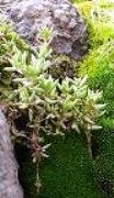 Crassula sarcocaulis subsp. rupicola