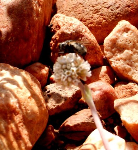 Crassula tecta hosting a fly