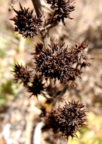 Crassula tomentosa var. tomentosa dead flowers