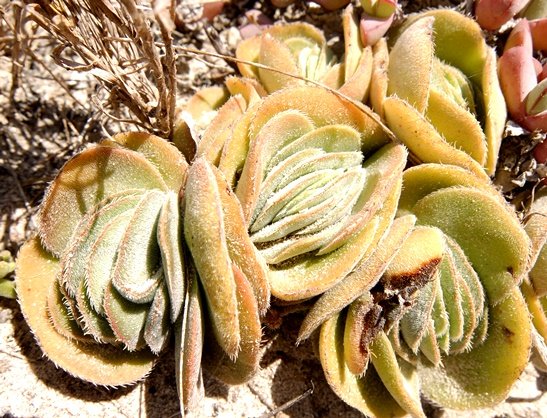 Crassula tomentosa var. tomentosa multiple rosettes