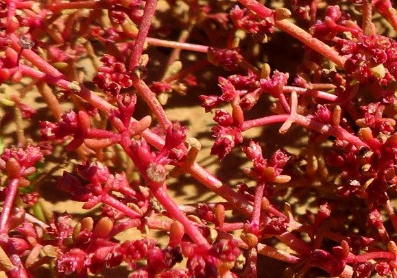 Crassula vaillantii fleshy carpet