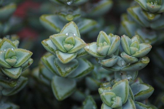 Crassula rupestris