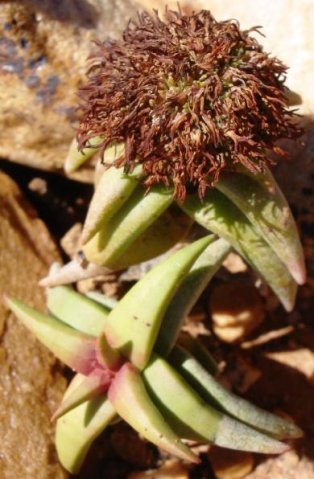 Crassula congesta subsp. laticephala