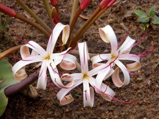 Crinum buphanoides