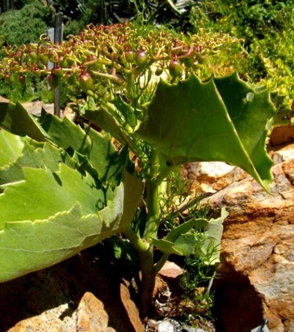 Cyphostemma hardyi