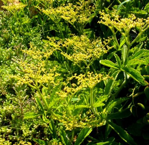 Cyphostemma lanigerum