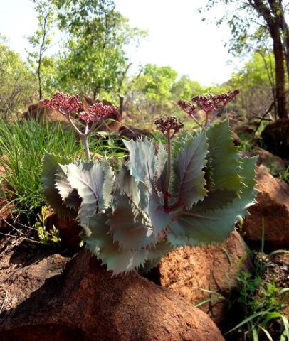 Cyphostemma oleraceum