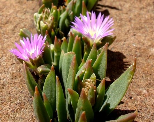 Delosperma carolinense