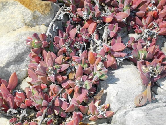Delosperma litorale