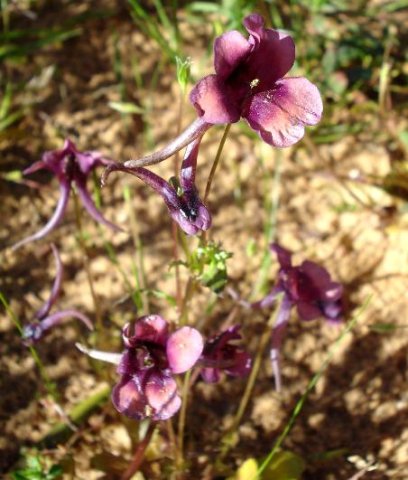 Diascia diffusa