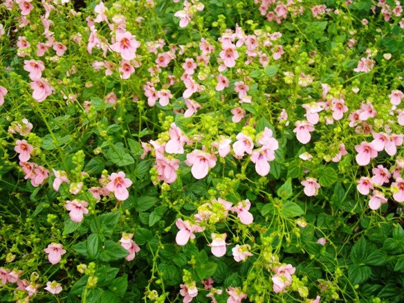 Diascia vigilis