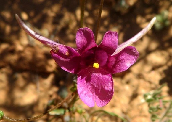 Diascia whiteheadii pollination